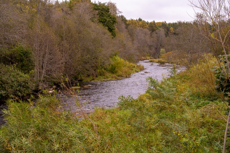 Kloostrimetsa rippsild  2025-10-04 1-10