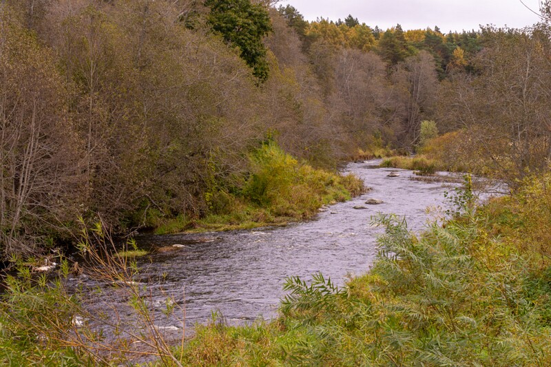 Kloostrimetsa rippsild  2025-10-04 1-11