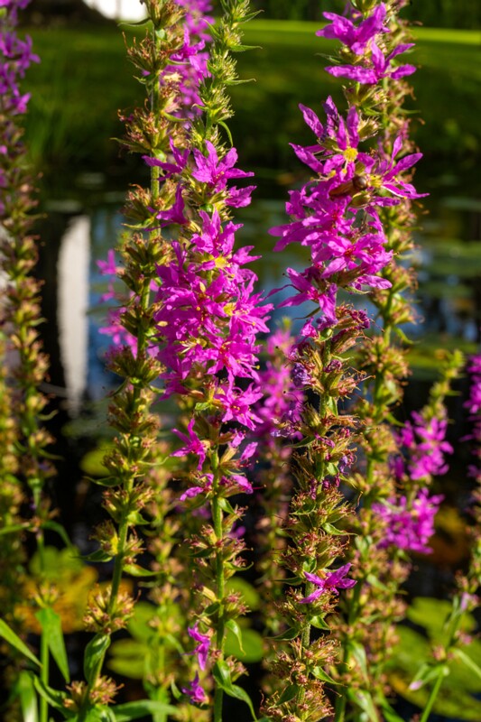 et. Harilik kukesaba, en. purple loosestrife, lat. Lythrum salicaria