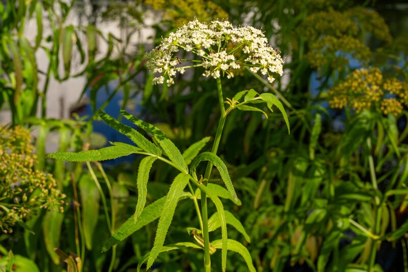 et. Harilik mürkputk, en. northern water hemlock, lat. Cicuta virosa
