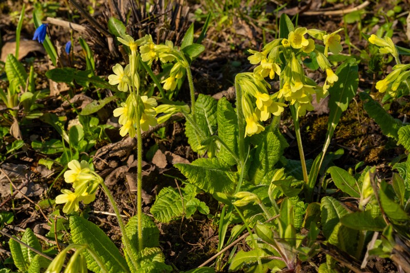 luganuse-kalmistu 1-43