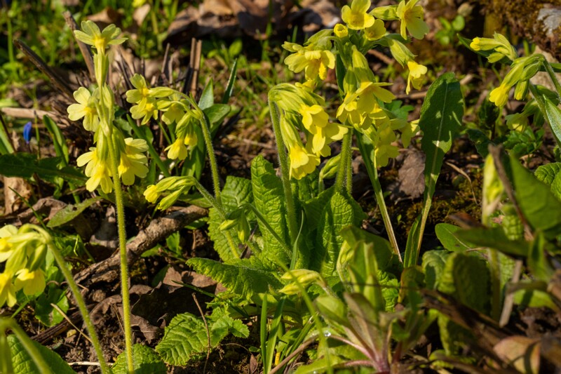 luganuse-kalmistu 1-45