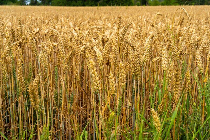 Triticum aestivum  2026-08-01 1-1