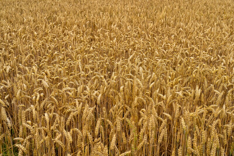 Triticum aestivum  2026-08-01 1-2