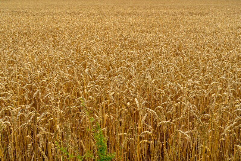 Triticum aestivum  2026-08-01 1-4