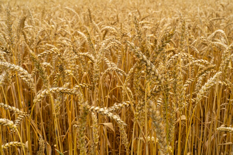 Triticum aestivum  2026-08-01 1-5