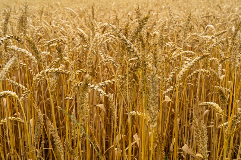 Triticum aestivum  2026-08-01 1-6