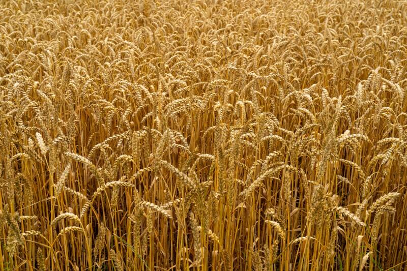 Triticum aestivum  2026-08-01 1-7
