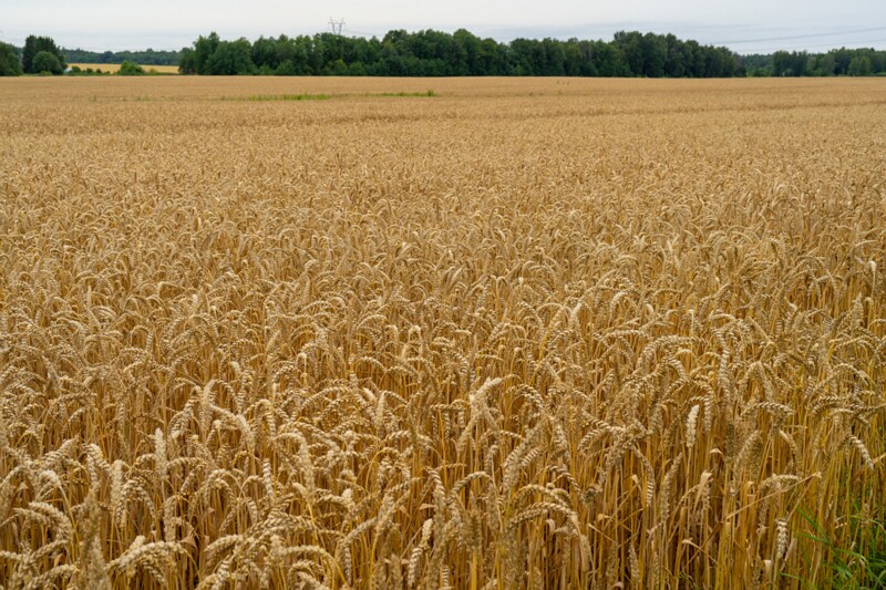 Triticum aestivum  2026-08-01 1-8