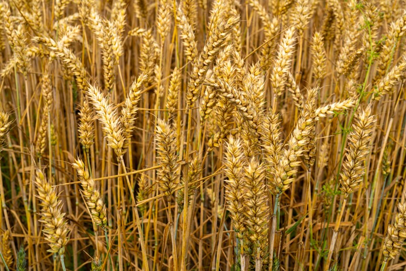 et. Harilik nisu, en. common wheat, lat. Triticum aestivum