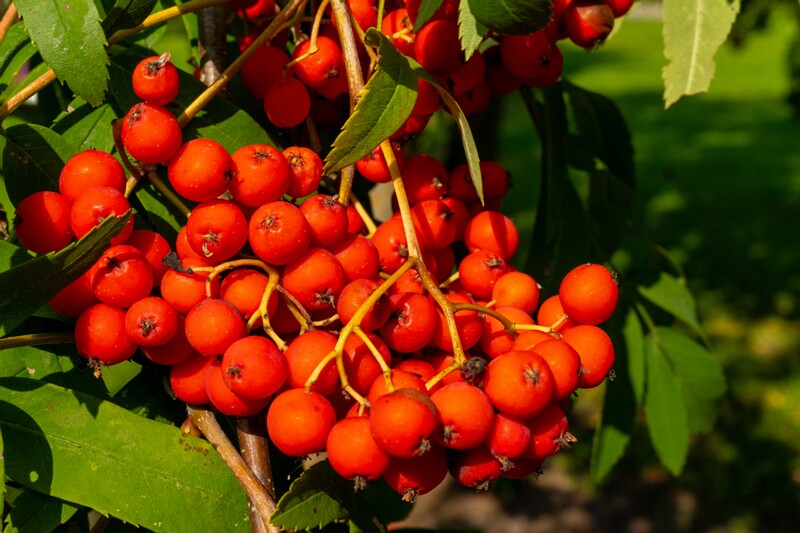 lihula-linnuse-varemed 1-5