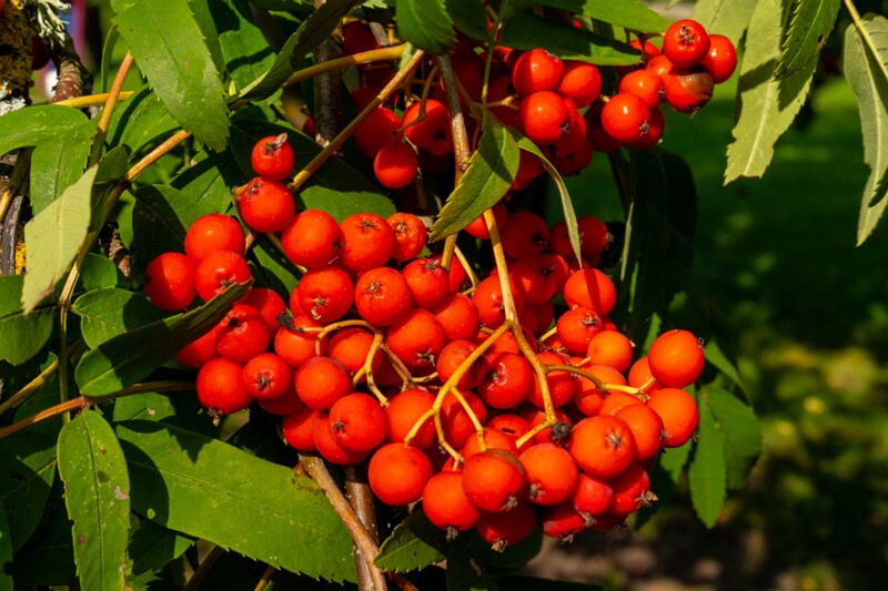 lihula-linnuse-varemed 1-7