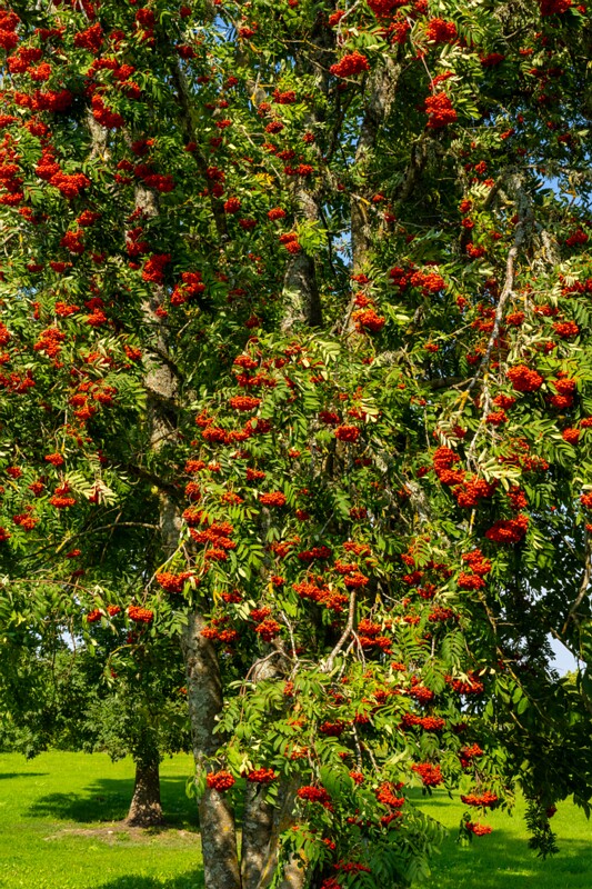 lihula-linnuse-varemed 1-8