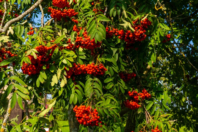 et. Harilik pihlakas, en. rowan, lat. Sorbus aucuparia