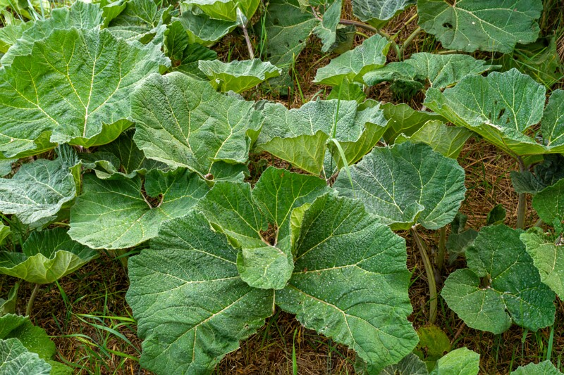 petasites-hybridus 2023-06-17 1-1