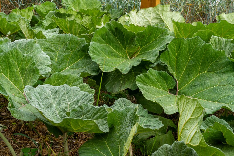 petasites-hybridus 2023-06-17 1-3