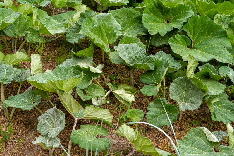 petasites-hybridus 2023-06-17 1-4