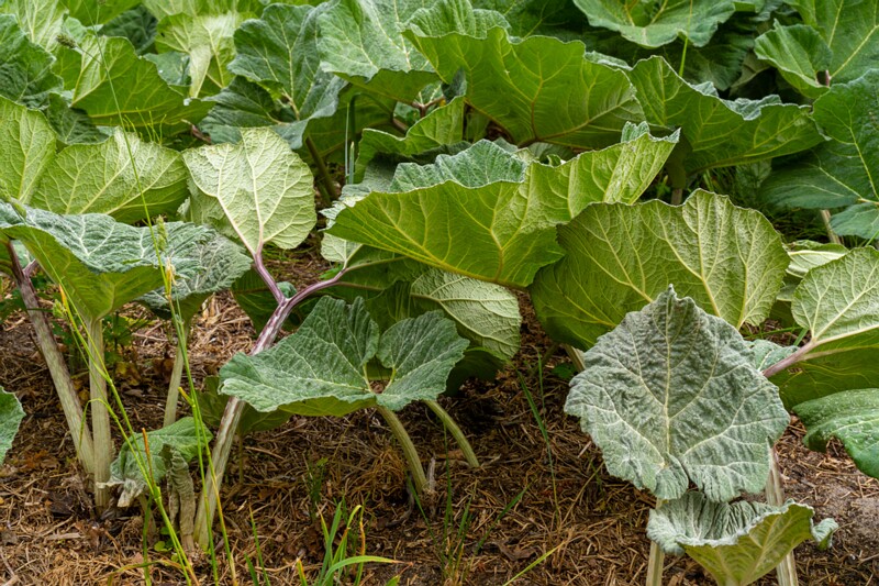 petasites-hybridus 2023-06-17 1-5