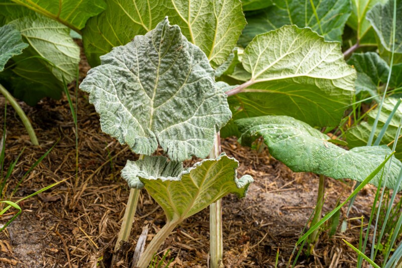 petasites-hybridus 2023-06-17 1-6