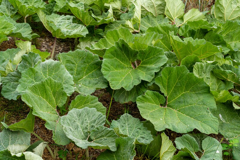 et. Harilik katkujuur, en. butterbur, lat. Petasites hybridus