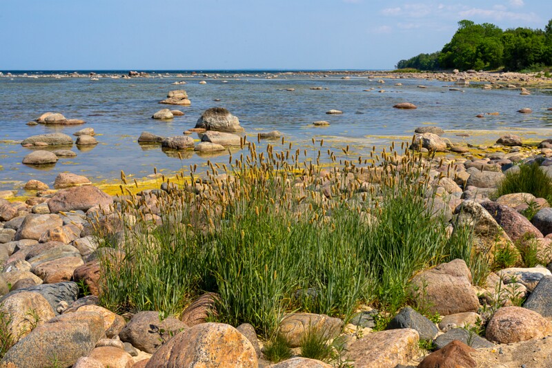 lohusalu-rand 2023-06-17 1-13