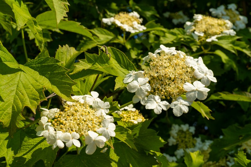 viburnum-opulus 2023-06-17 1-7