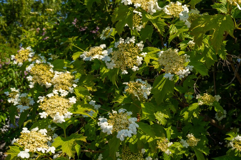 viburnum-opulus 2023-06-17 1-8