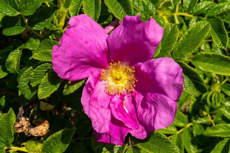 rosa-rugosa 2023-06-17 1-1