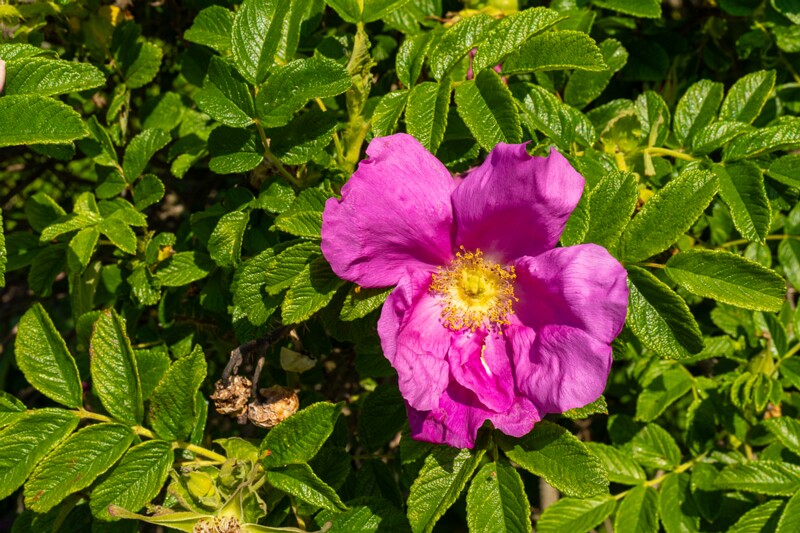 rosa-rugosa 2023-06-17 1-2