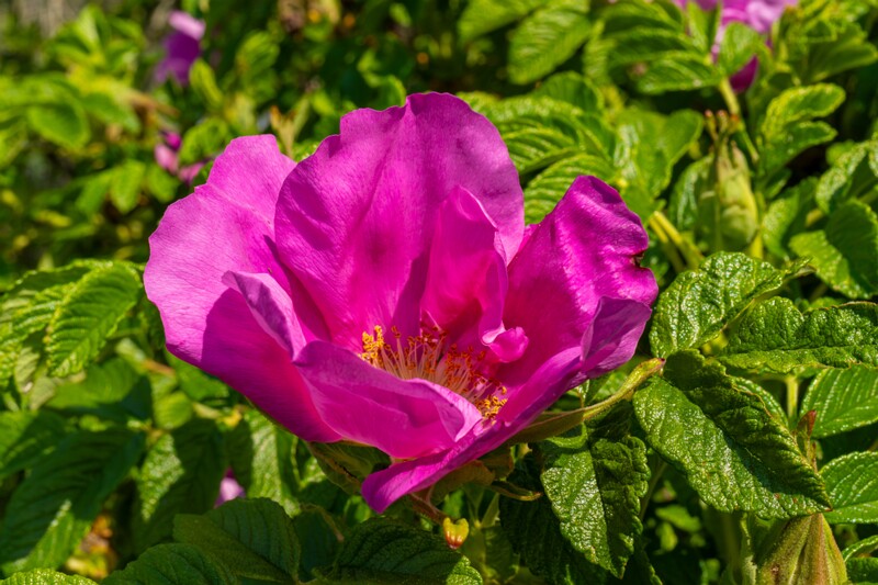 rosa-rugosa 2023-06-17 1-3