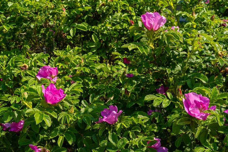 rosa-rugosa 2023-06-17 1-5