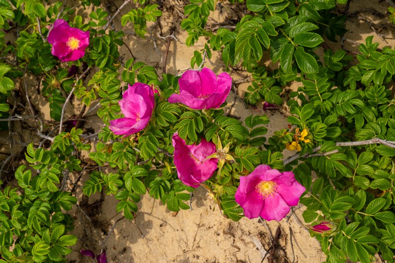rosa-rugosa 2023-06-17 1-6
