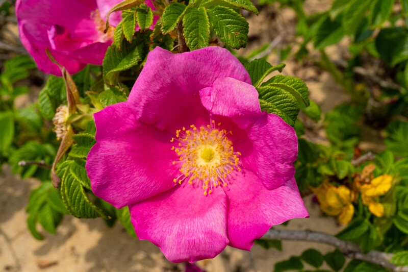 rosa-rugosa 2023-06-17 1-8