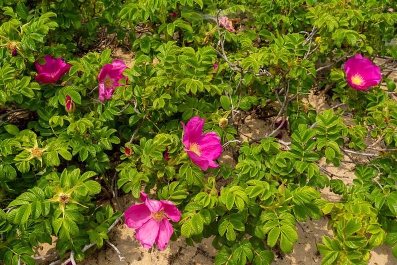 rosa-rugosa 2023-06-17 1-9