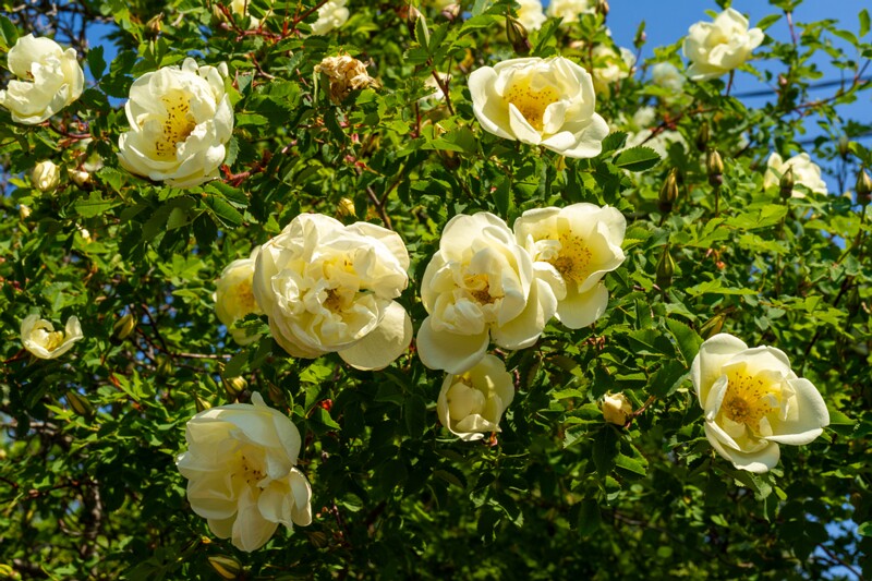 et. Näärelehine kibuvits, en. burnet rose, lat. Rosa pimpinellifolia
