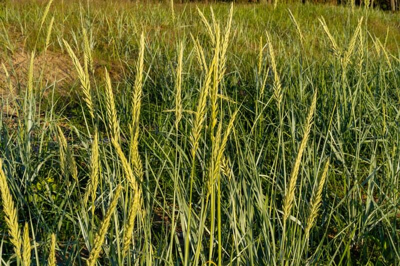 loksa-laevawrakk 1-1