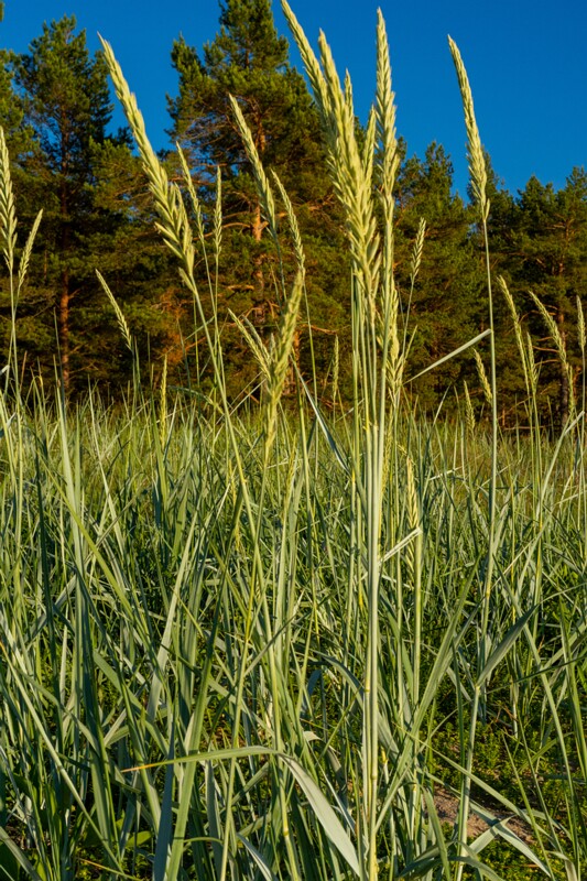 loksa-laevawrakk 1-5