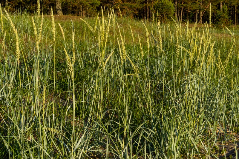 loksa-laevawrakk 1-6