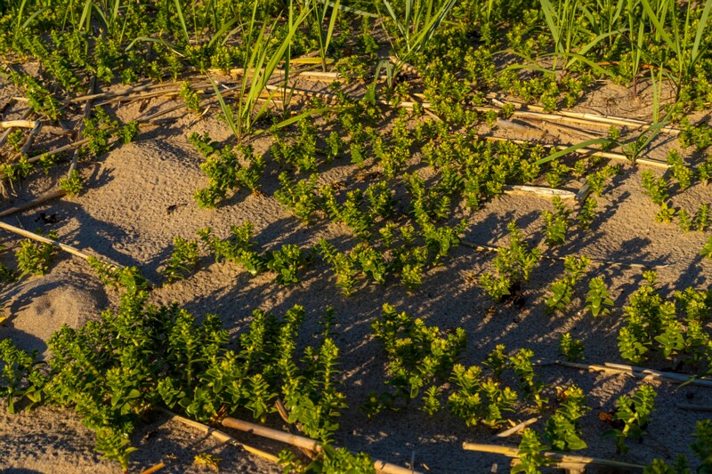 loksa-laevawrakk 1-12