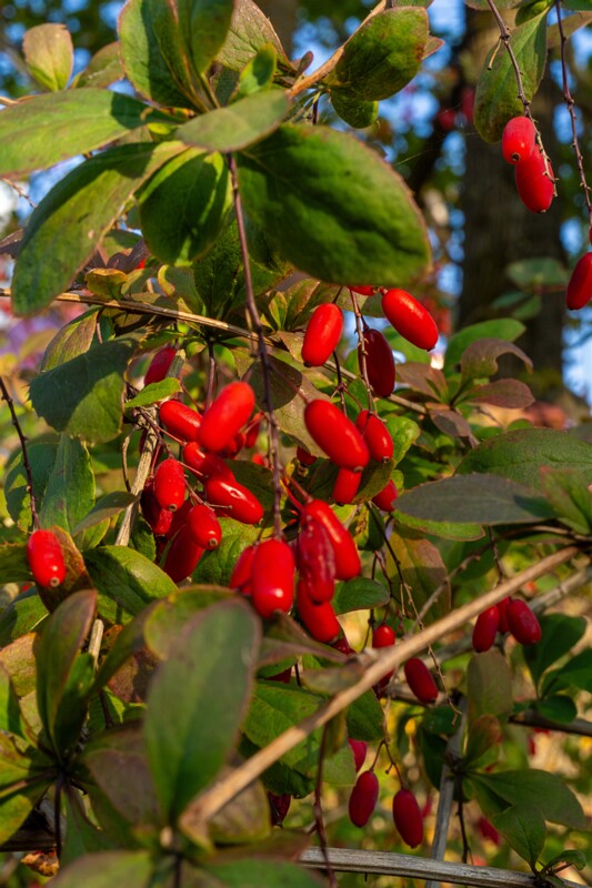 et. Harilik kukerpuu, en. common barberry, lat. Berberis vulgaris