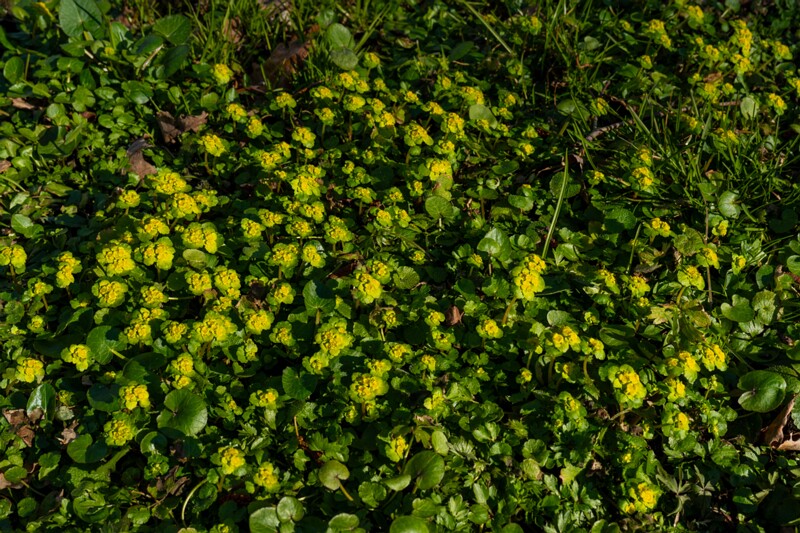 сhrysosplenium-alternifolium 2025-04-13 1-2