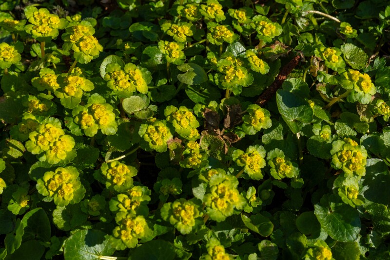 сhrysosplenium-alternifolium 2025-04-13 1-4