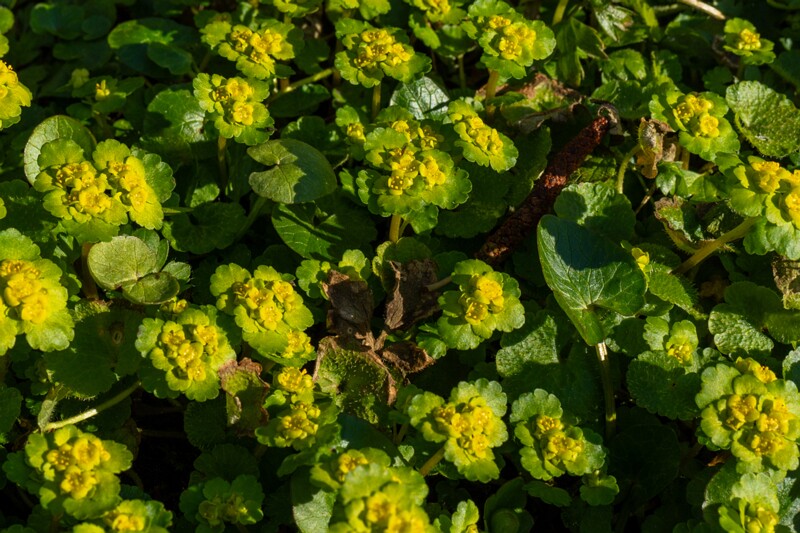 сhrysosplenium-alternifolium 2025-04-13 1-5