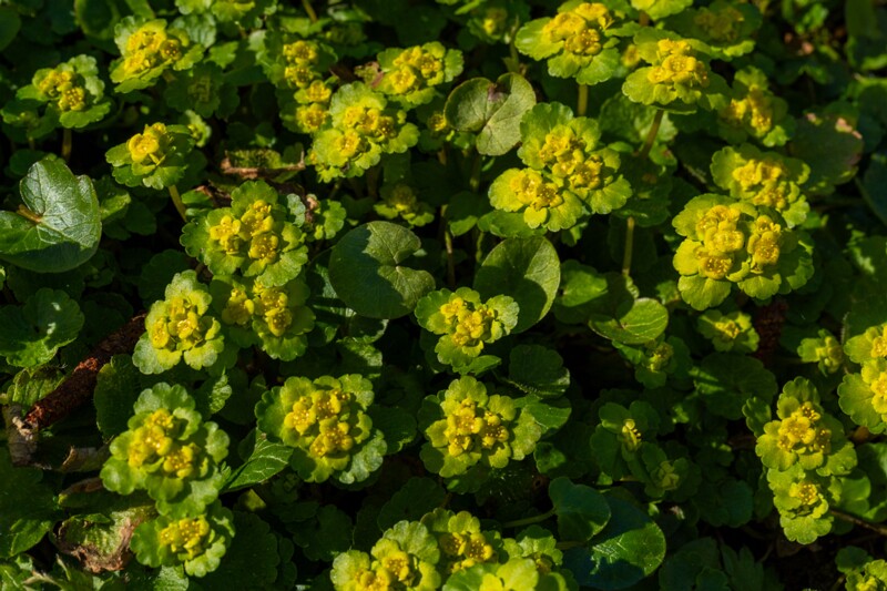 сhrysosplenium-alternifolium 2025-04-13 1-6