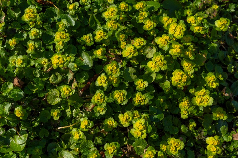 сhrysosplenium-alternifolium 2025-04-13 1-8