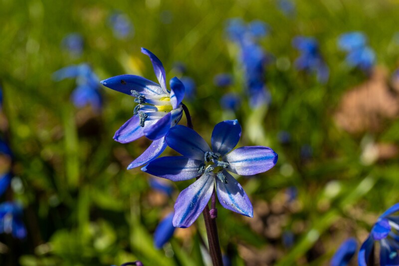 scilla-siberica 2025-04-13 1-10