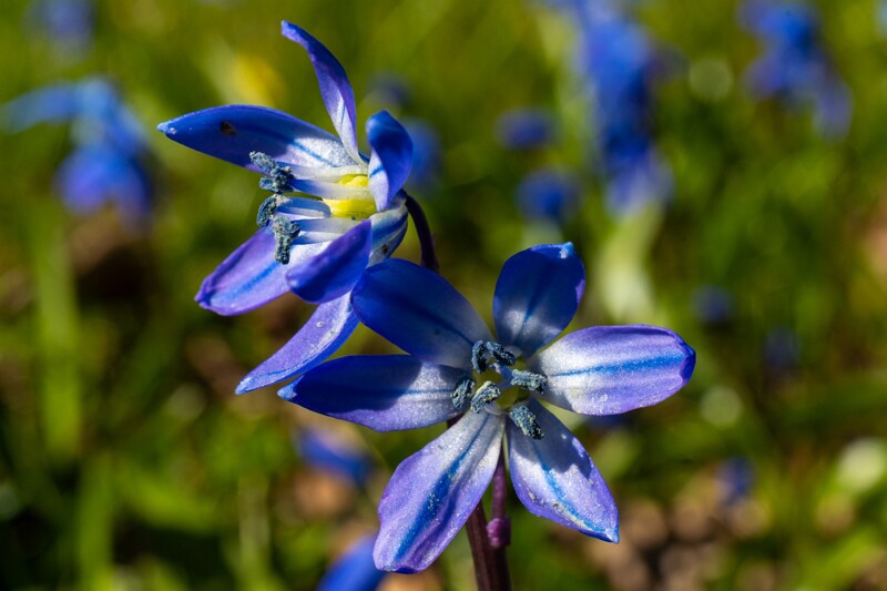 scilla-siberica 2025-04-13 1-11