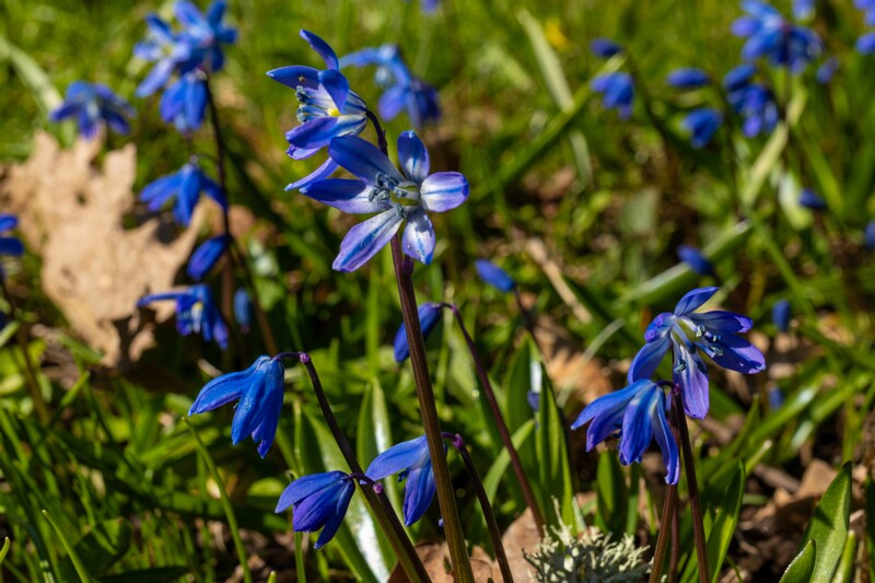 scilla-siberica 2025-04-13 1-2