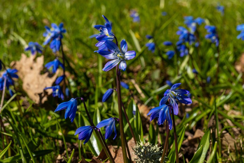 scilla-siberica 2025-04-13 1-3