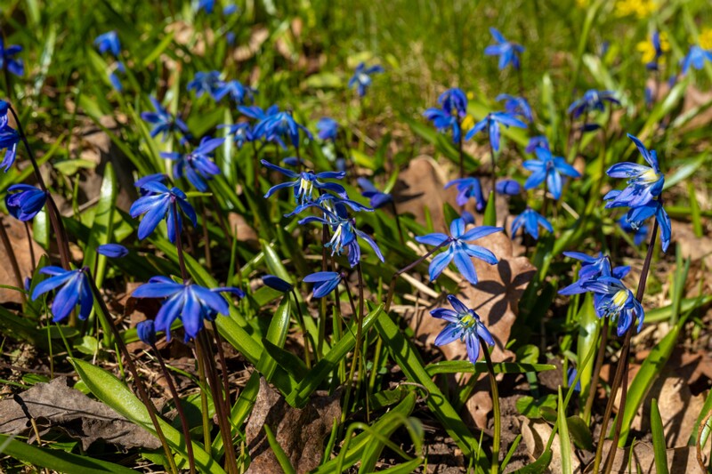 scilla-siberica 2025-04-13 1-5